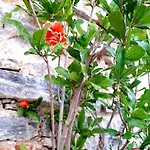 Industrial - Le Petit Bati Daire Golos